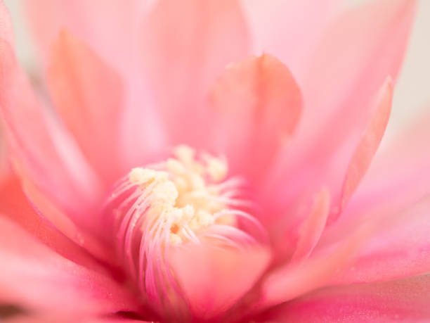 istock Close up of pink flower, background 1163519844