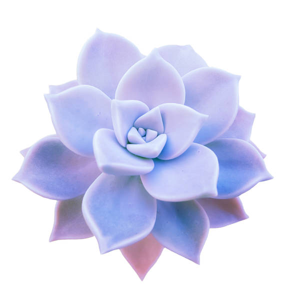 istock Succulent plant Echeveria Perle violette i on white background 1163520772