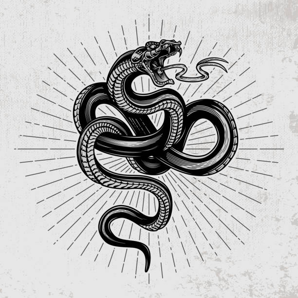 Snake poster. Hand drawn vector illustration in engraving technique with star rays on grunge background. snake stock illustrations