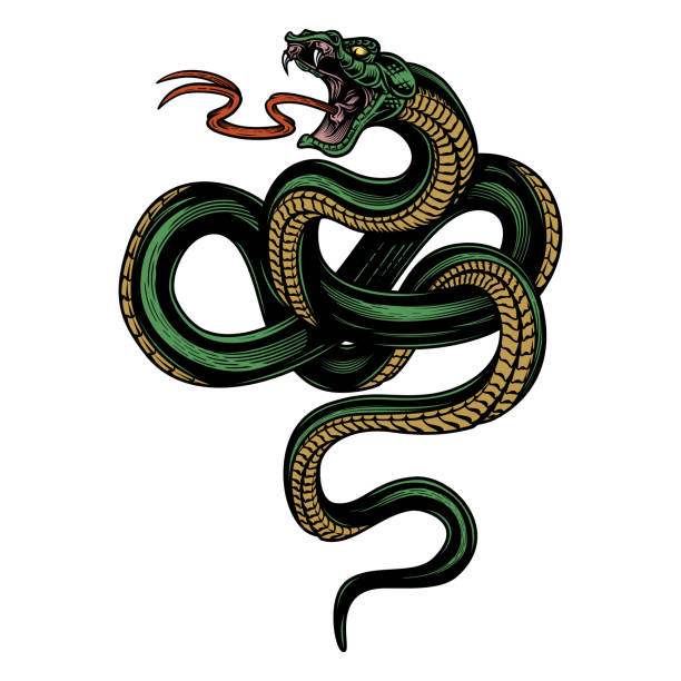 змея. - cobra snake poisonous organism reptiles stock illustrations