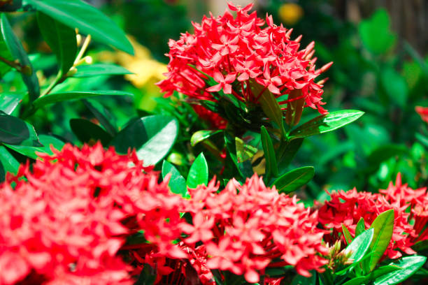 istock Flowers in the Sun 1163522103