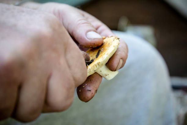 istock Cleaning mushrooms picked from the forest, mans hands 1163522128