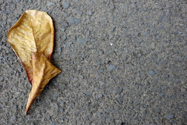 istock dry leaves which fall on paved roads, 1163522168