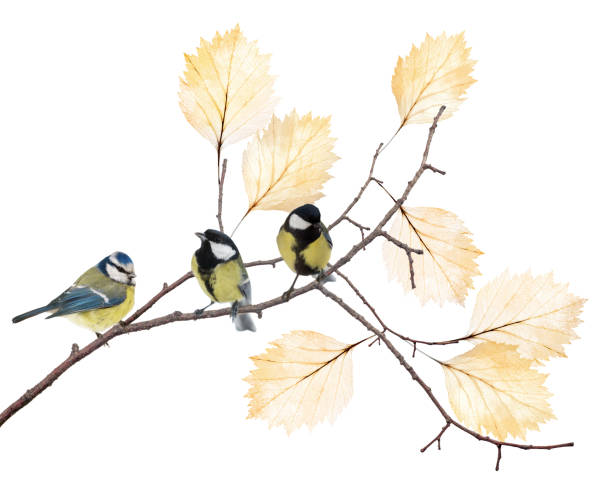 istock three tits on tree branch with yellow leaves 1163522867