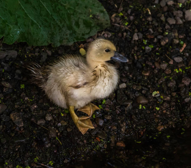 istock yeloow Muscovy duckling at waters edge 1163523518