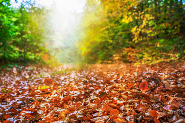 day in a idyllic autumnal forest