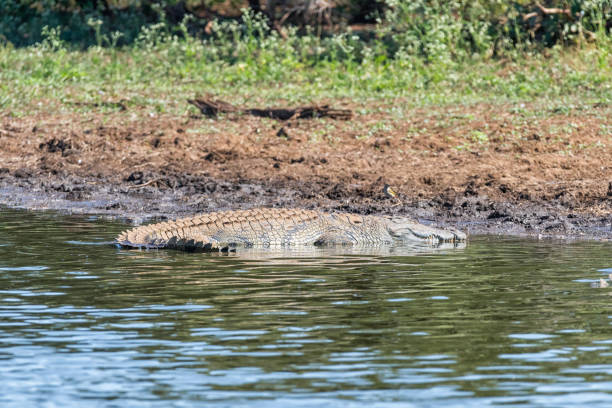 istock Nile crocodile in Sunset Dam 1163526410