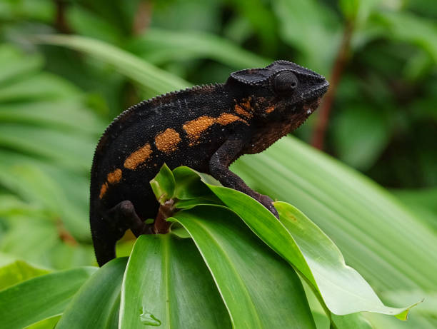 パンサー・カメレオン - chameleon africa rainforest leaf ストックフォトと画像
