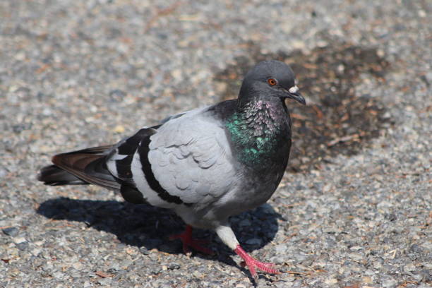 istock Big gray pigeon (Columba livia) walking over stones 1163527089