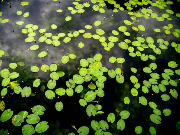 Bright green water lily leaves with yellow buds (Nuphar lutea) on dark water in the moat at Kastellet in Copenhagen, capital of Denmark.