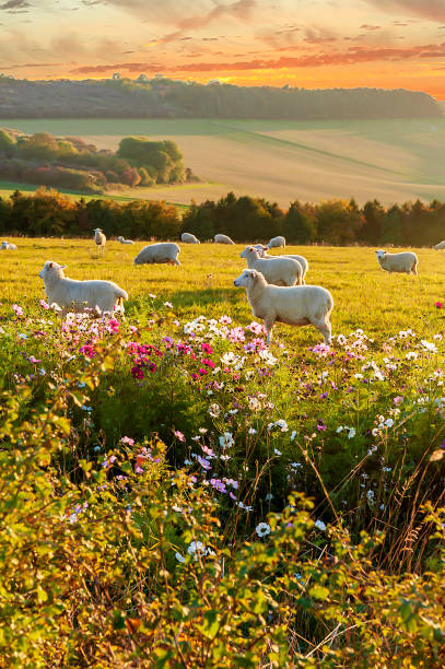 beautiful flowers against the background of sheep grazing at sunset