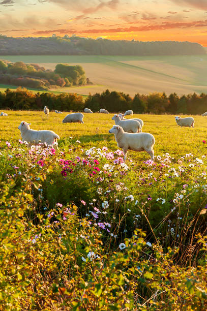 sheep grazing at sunset, beautiful countryside stock photo