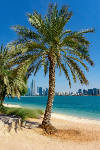 istock Palm tree sea and skyscrapers in Abu Dhabi 1163527962