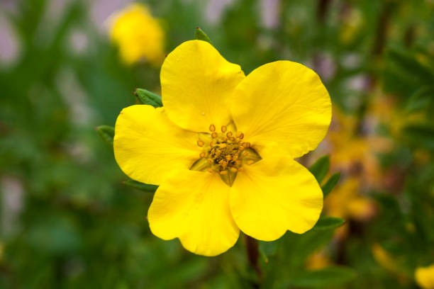 Potentilla 'Goldfinger' Potentilla 'Goldfinger' a yellow flowered plant known as cinquefoil potentilla goldfinger stock pictures, royalty-free photos & images