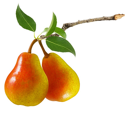 Pear isolated. Two ripe red yellow pear fruit on  branch with green leaves isolated on a white background