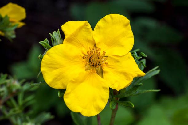Potentilla 'Goldfinger' Potentilla 'Goldfinger' a yellow flowered plant known as cinquefoil potentilla fruticosa stock pictures, royalty-free photos & images