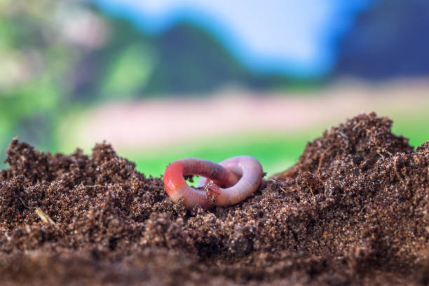 Close-up of an earthworm in the soil. Space for copy.