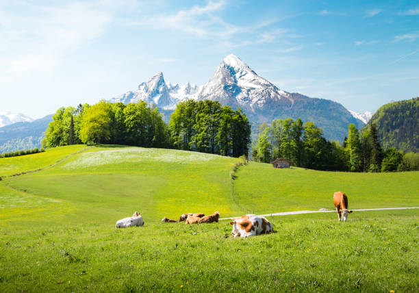 idyllic summer landscape in the alps with cows grazing - mountain european alps meadow landscape imagens e fotografias de stock