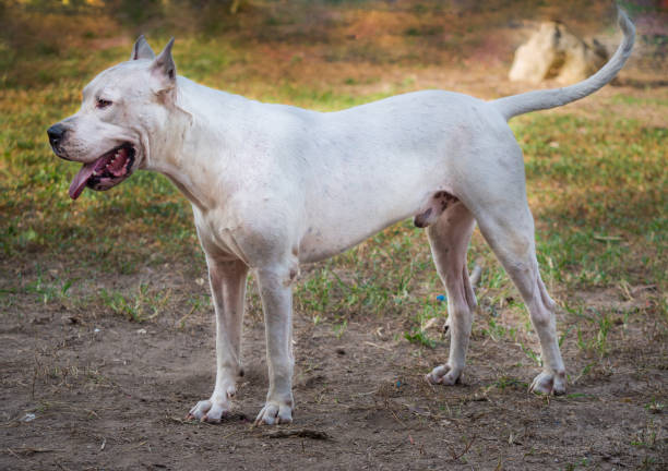 istock Dogo Argentino dog standing in profile 1163533199