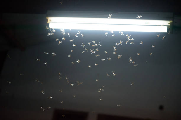 istock blur moth flying in the fire ,the neon light in night time, it's raining time. 1163534423