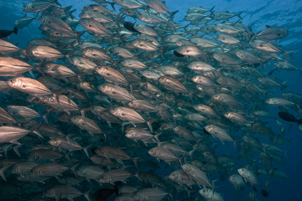 istock Large school of jack fish - Palau, Micronesia 1163534787