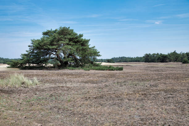 istock national park the hooge veluwe 1163534995
