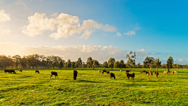 Australian grazing cows on a farm Cows grazing on a daily farm in rural South Australia during winter season bull animal photos stock pictures, royalty-free photos & images