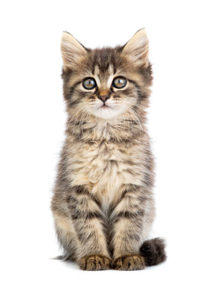 gattino marrone su un bianco - kitten domestic cat isolated tabby foto e immagini stock