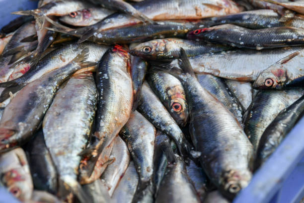 istock Raw herring in a box on the market 1163537817