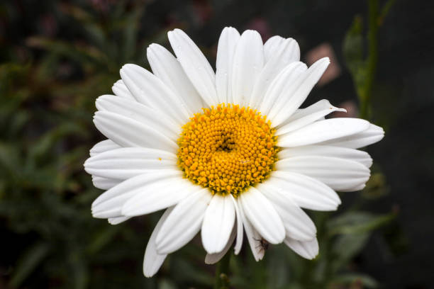 leucanthemum x superbum 'becky' - 3622 zdjęcia i obrazy z banku zdjęć