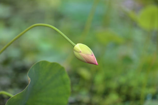 istock Bright fresh water lily bud 1163540075