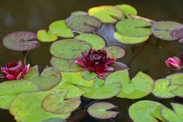 istock Bright fresh water lily bud 1163540083