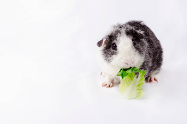 istock American teddy breed guinea pig 1163540348