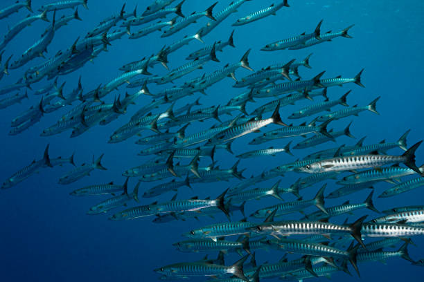 View of a large school of barracudas