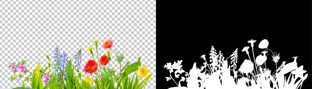 spring grass and daisy wildflowers isolated with clipping path and alpha channel spring grass and daisy wildflowers isolated with clipping path and alpha channel grape hyacinth photos stock pictures, royalty-free photos & images