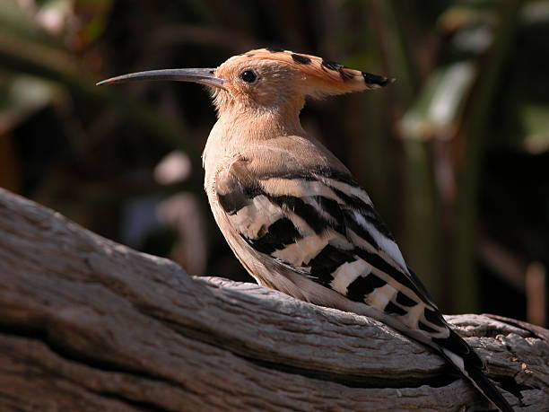 European Hoopoe (Upupa epops), Canary Islands