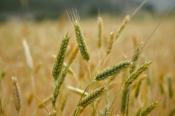istock Field of wheat. 1163541957