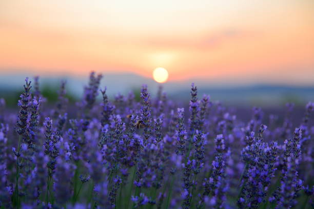 istock Field of lavender at sunrise. 1163541966
