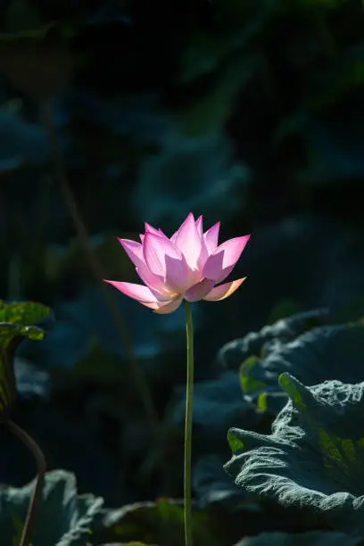 Lotus Flower.Background is the lotus leaf and lotus bud and lotus flower and tree.Shooting location is Yokohama, Kanagawa Prefecture Japan.