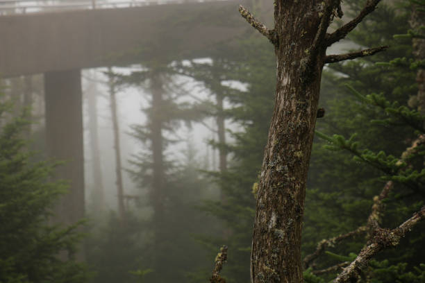 istock Smoky Mountain Fog 1163544169