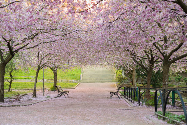 istock Beautiful Cherry blossom, Pink sakura flower park 1163544196