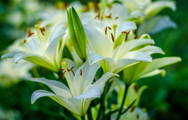 istock white lily flower garden 1163544203