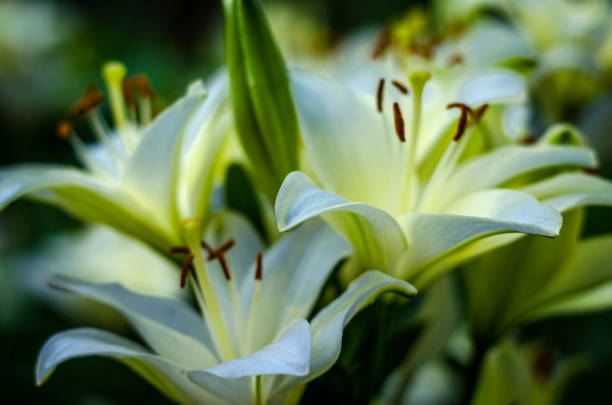 istock white lily flower garden 1163544213