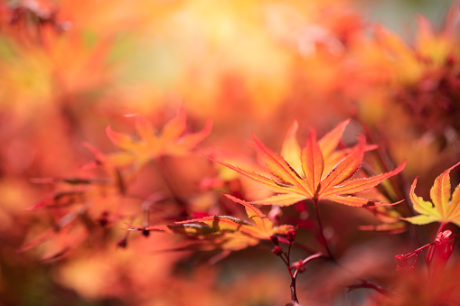 Closeup natural red maple leaf with sunlight in fall season. It is landscape ecology and copy space for wallpaper and backdrop.