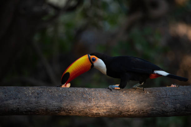 istock Giant toucan (Ramphastos toco) on bird feeder. 1163546219
