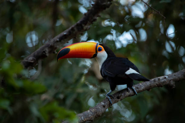 istock Scenic nature: Giant toucan (Ramphastos toco) at Pantanal, Brazil. 1163546255