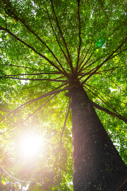 istock Green concept. Top tree with green Leaves shot from below and sun light. 1163546948