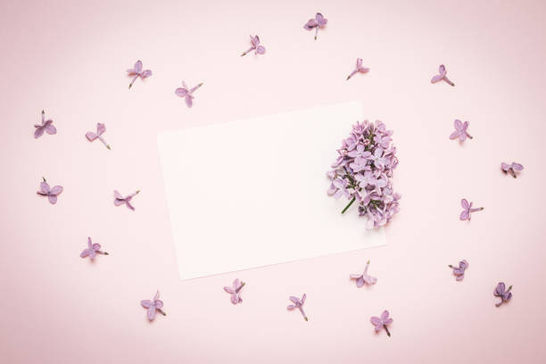 istock Spring flowers. Lilac flowers on white background. Top view, flat lay, copy space 1163547032
