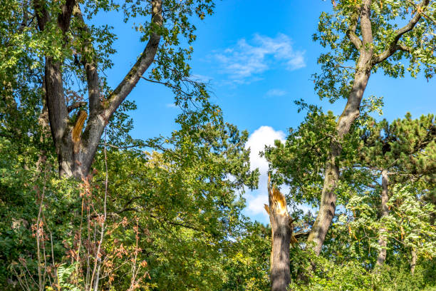 istock Tree stump in front of green forest after a storm 1163547435