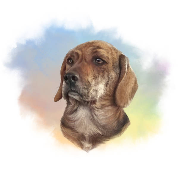 portret przystojnego psa myśliwskiego. - dachshund dog white background hunting dog stock illustrations